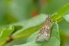 Dysauxes punctata